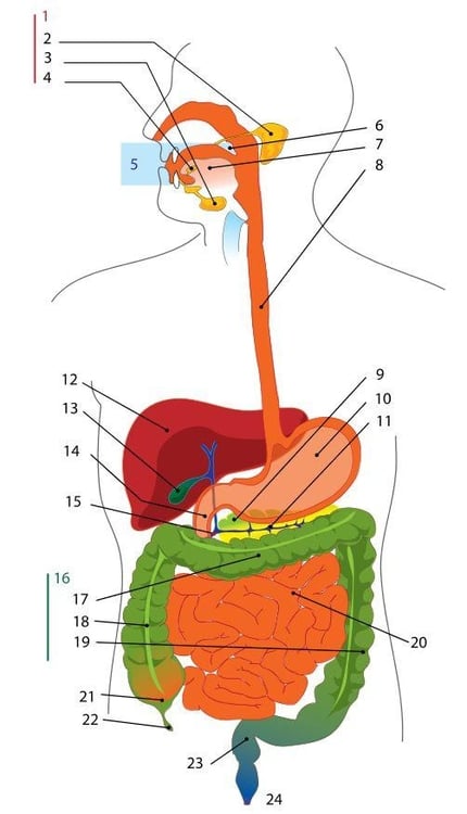 imagem sistema digestivo 