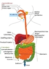 imagem sistema digestivo em Alemão