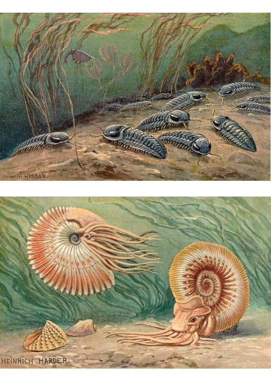 Trilobites e Ammonoids
