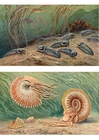 Trilobites e Ammonoids