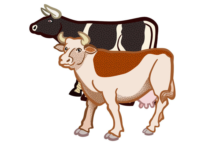 2 vacas imagem 2 vacas