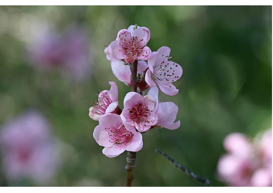3. flores - inAcio da primavera Foto 3. flores - inAcio da primavera