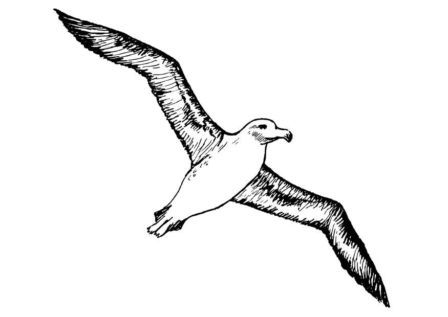Página para colorir albatroz