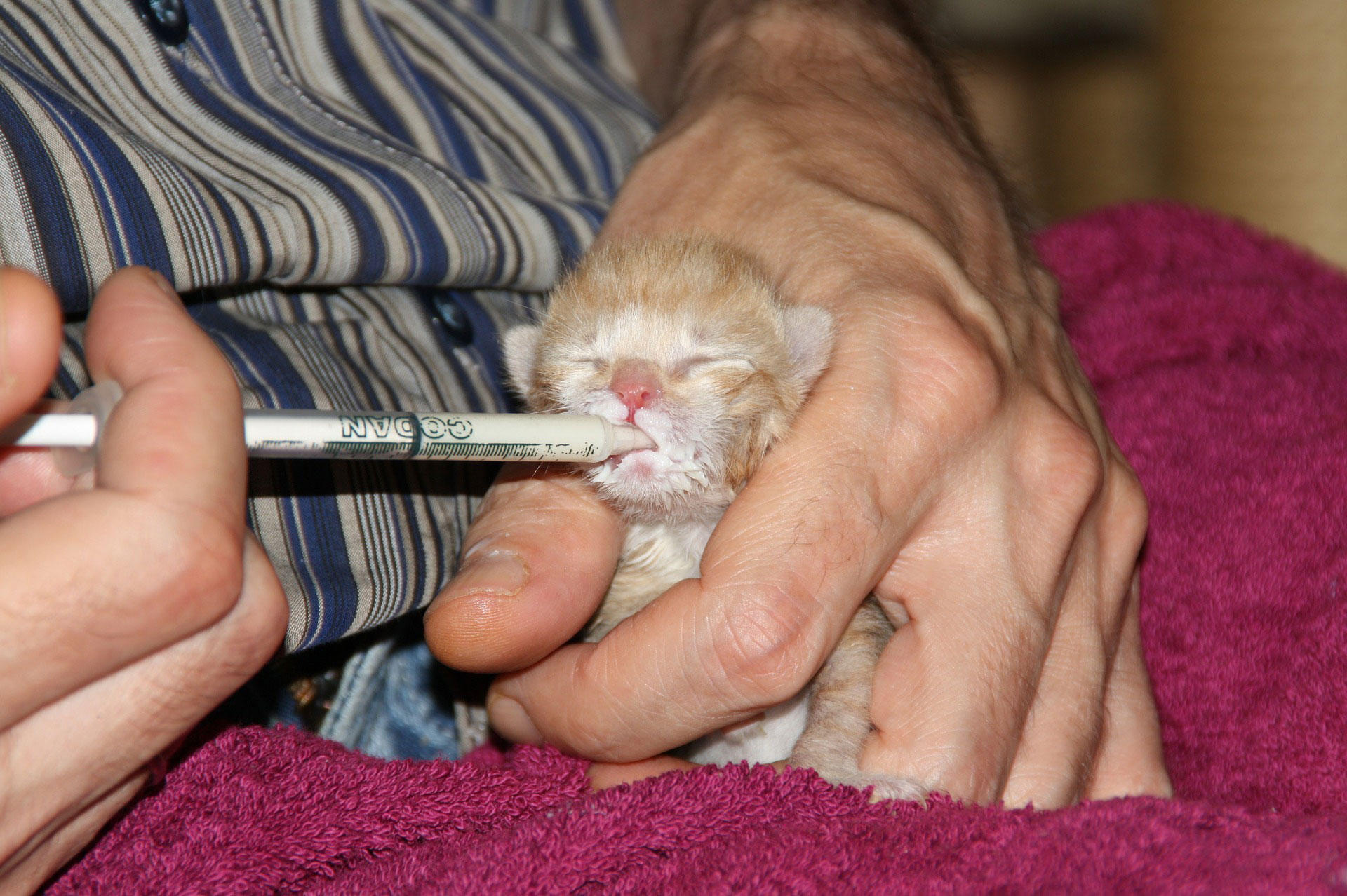 Foto alimentando um gatinho
