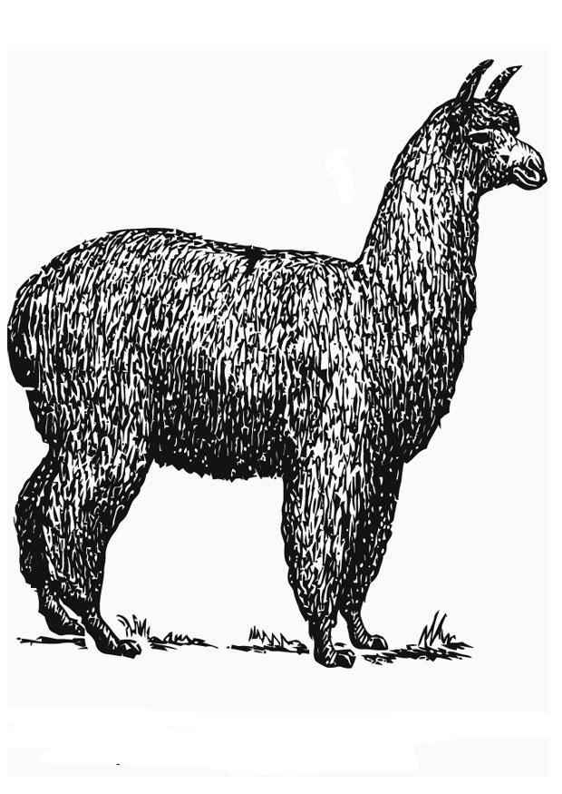 alpaca Página para colorir alpaca