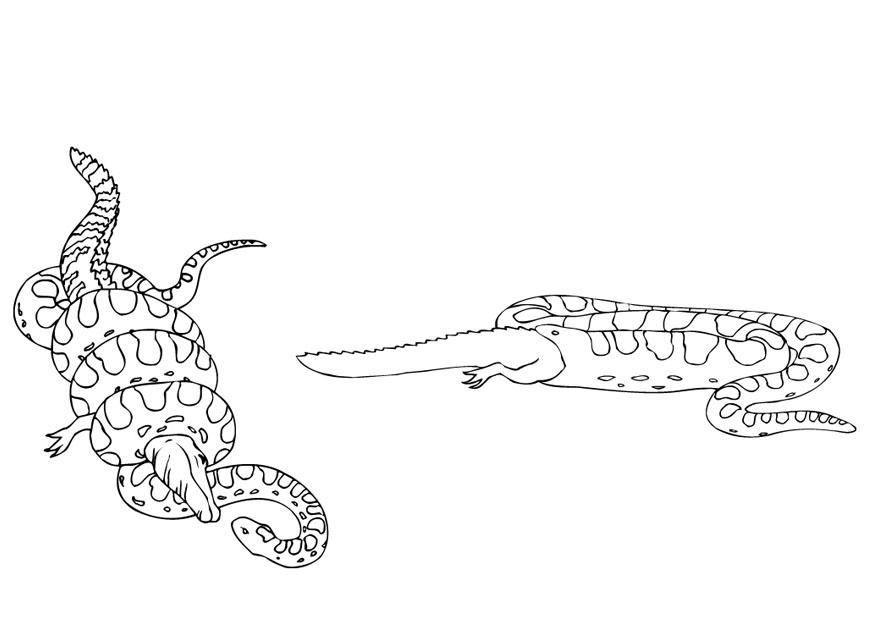 anaconda come o jacarA© Página para colorir anaconda come o jacarA©