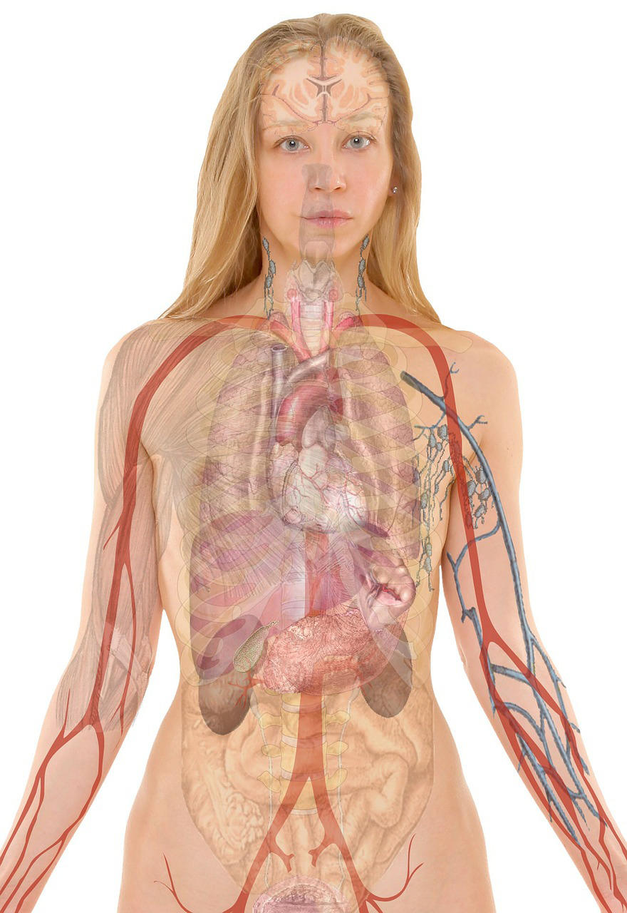 anatomia imagem anatomia