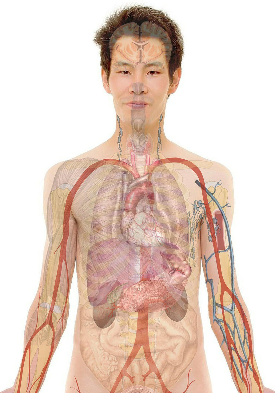 anatomia imagem anatomia
