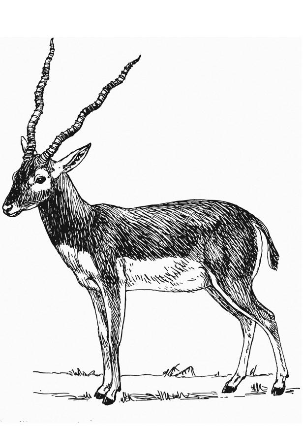 antAlope Página para colorir antAlope