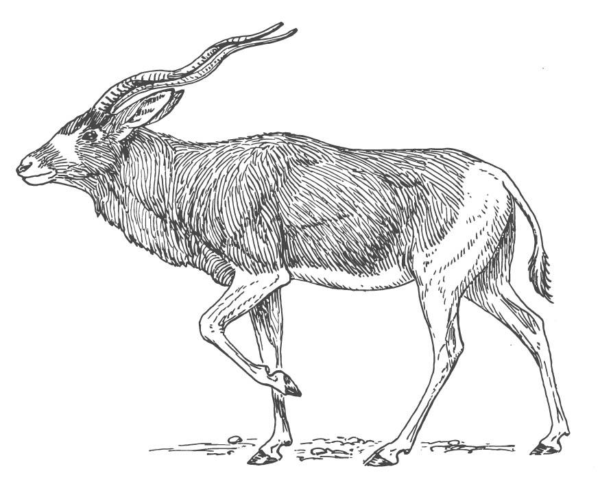 antAlope Página para colorir antAlope