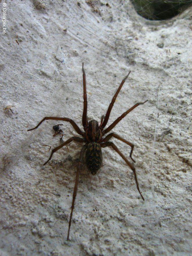 aranha Foto aranha