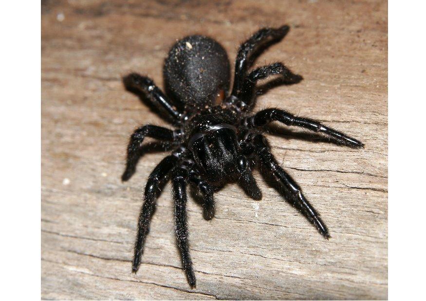 aranha Foto aranha