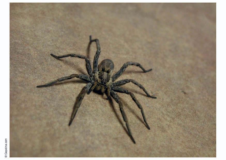 aranha Foto aranha