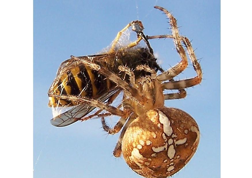 aranha pega uma vespa Foto aranha pega uma vespa