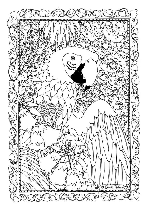 arara Página para colorir arara
