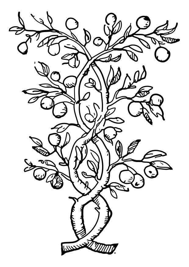 A¡rvore frutAfera Página para colorir A¡rvore frutAfera