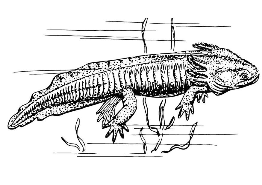 axolote Página para colorir axolote