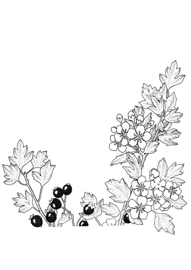 bagas em flor Página para colorir bagas em flor
