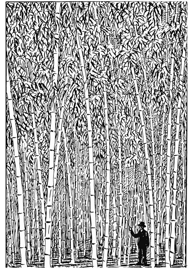 bambu Página para colorir bambu
