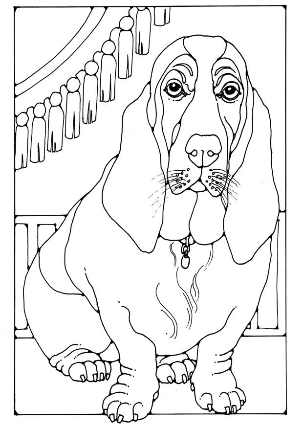 basset Página para colorir basset