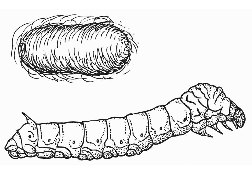 bicho da seda com casulo Página para colorir bicho da seda com casulo