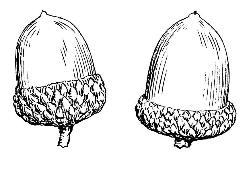 bolota Página para colorir bolota