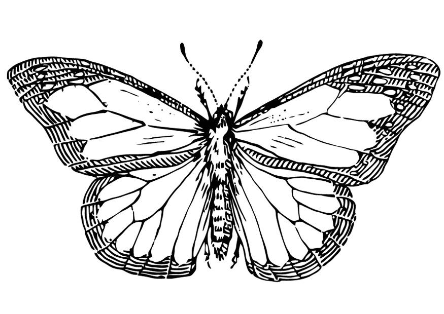 borboleta Página para colorir borboleta