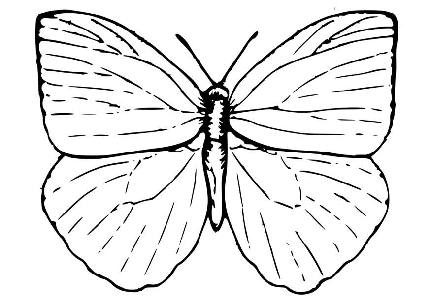 borboleta Página para colorir borboleta