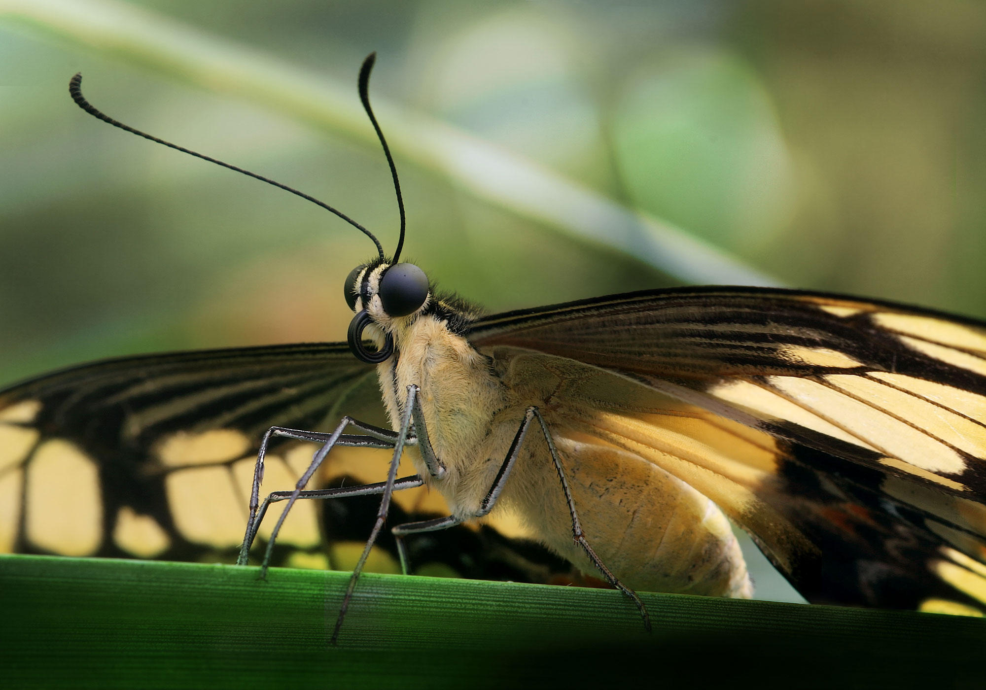 Foto borboleta