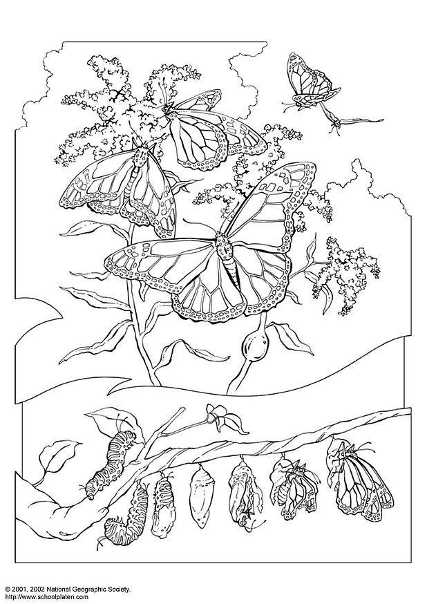 borboleta-monarca Página para colorir borboleta-monarca