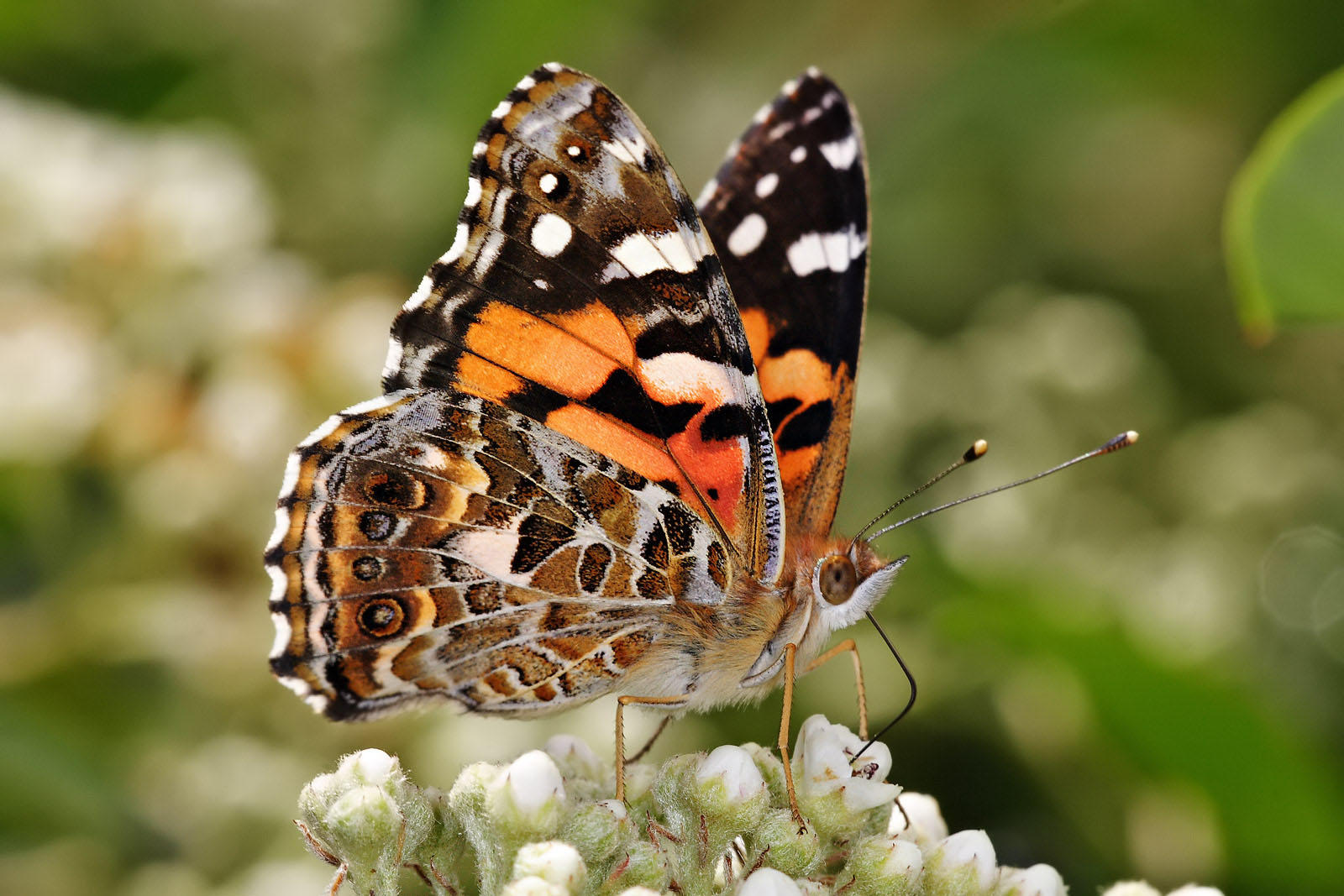 borboleta - painted lady australiana Foto borboleta - painted lady australiana