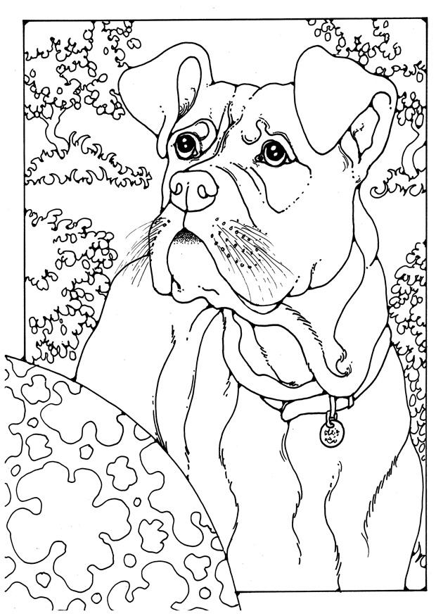 Página para colorir boxer 