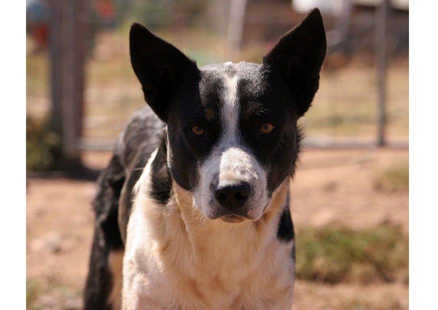 cachorro Foto cachorro