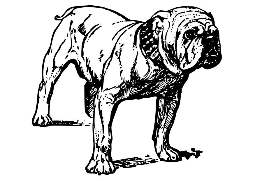 cachorro - buldogue Página para colorir cachorro - buldogue