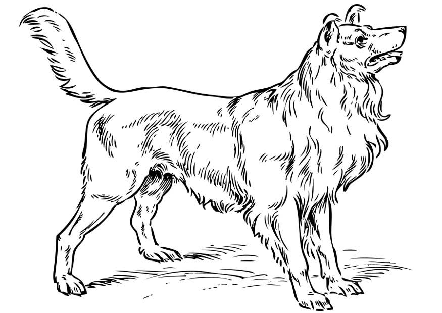 cachorro - collie Página para colorir cachorro - collie