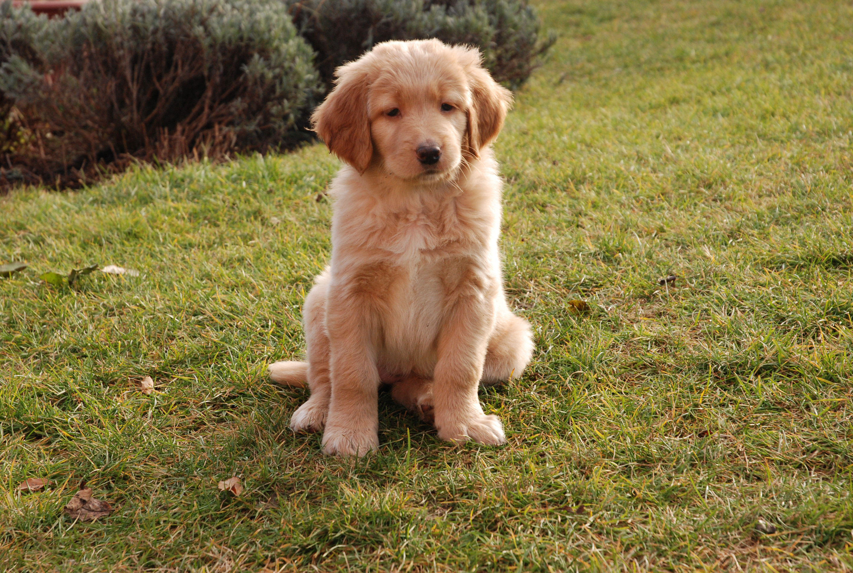 cachorro - filhote Foto cachorro - filhote
