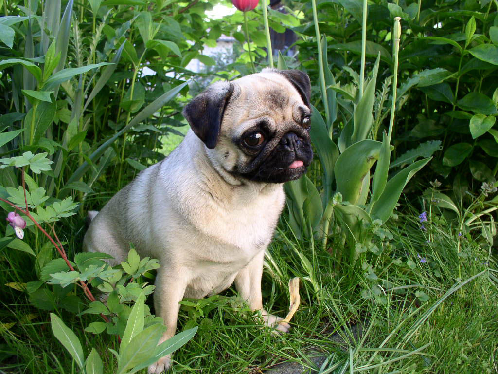 cachorro - pug Foto cachorro - pug