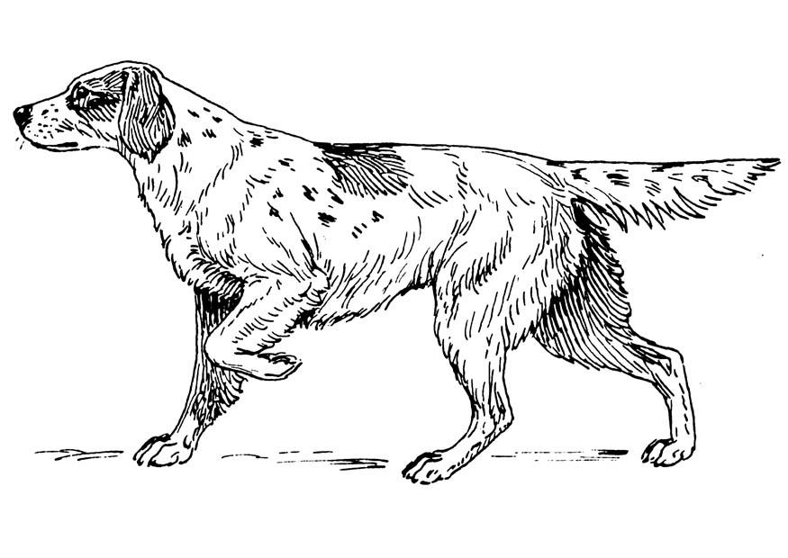 Página para colorir cachorro - setter 