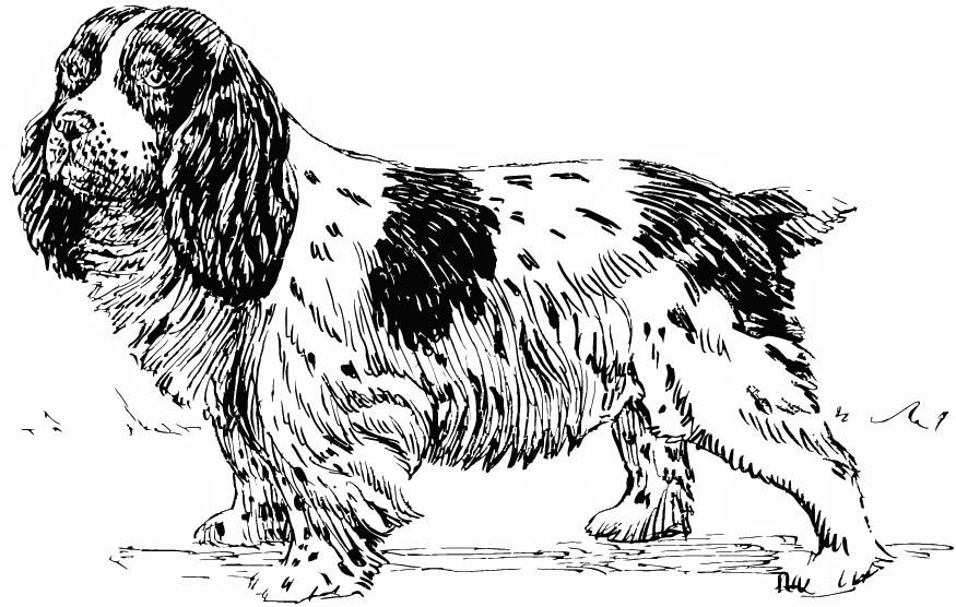 cachorro - spaniel Página para colorir cachorro - spaniel