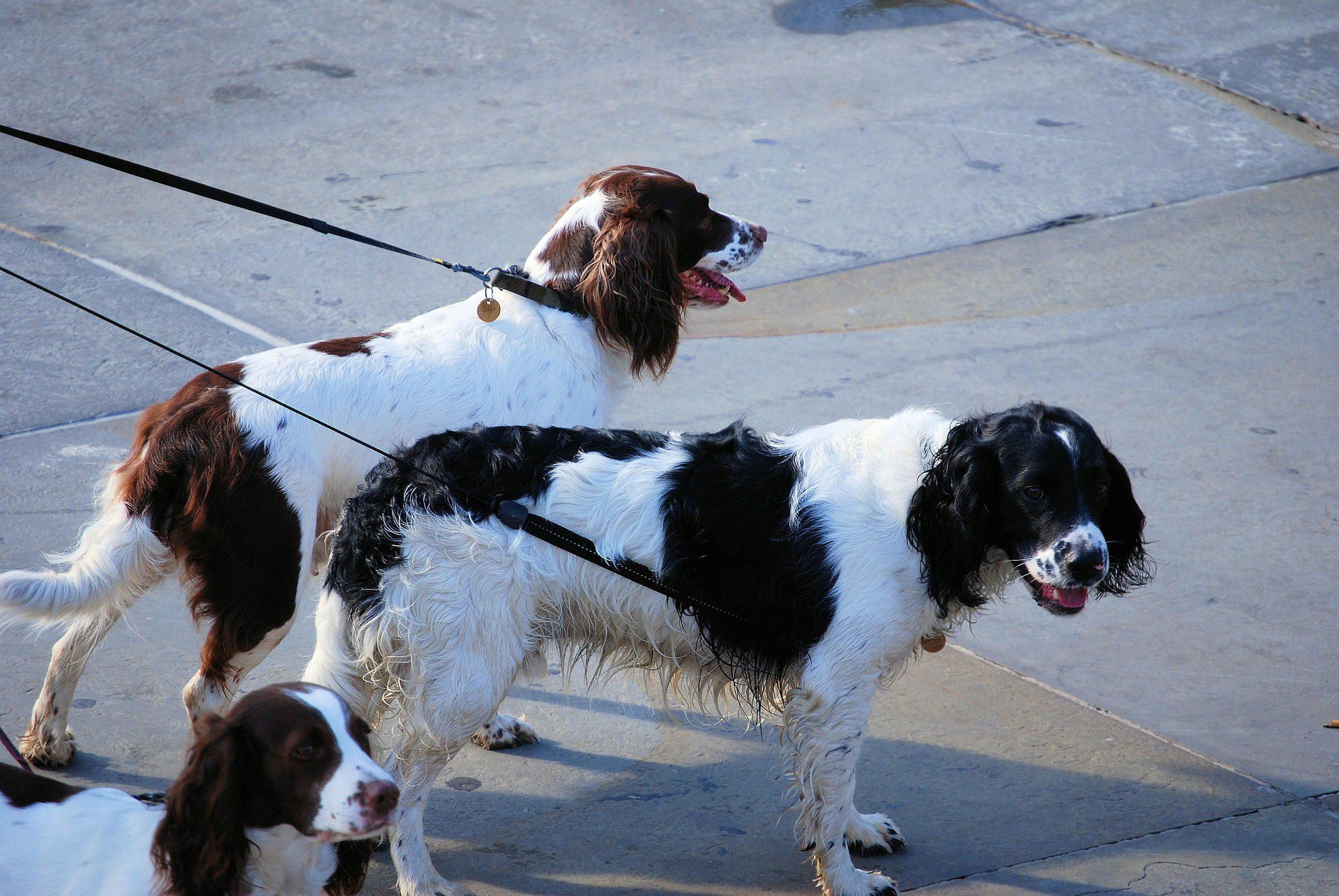 cachorros na guia Foto cachorros na guia