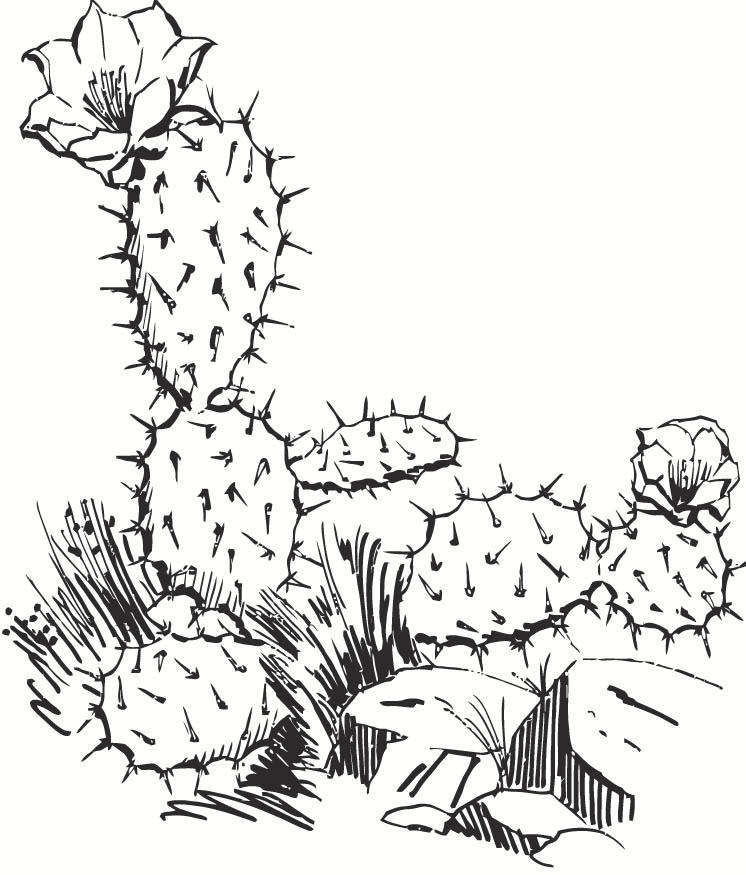 cactus Página para colorir cactus
