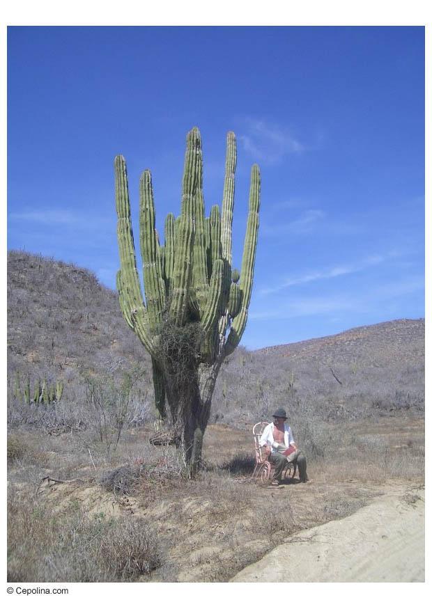 cactus no deserto Foto cactus no deserto