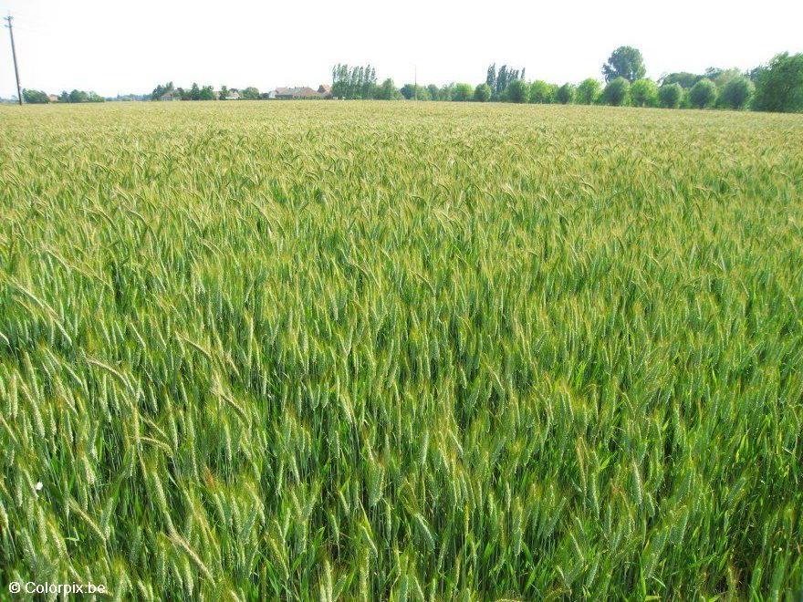 campo de grA£os Foto campo de grA£os
