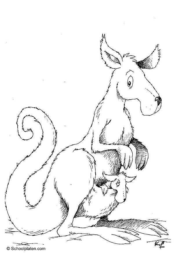 canguru Página para colorir canguru