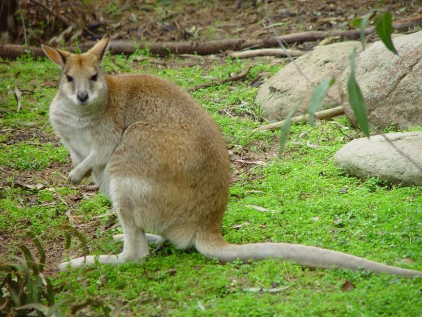 canguru Foto canguru