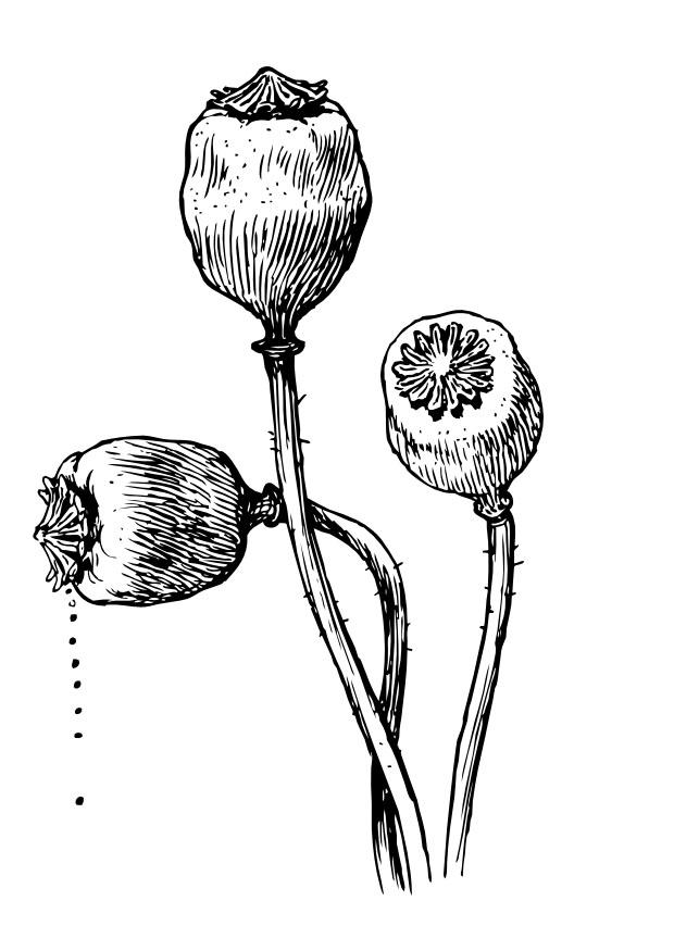 cA¡psulas de papaver Página para colorir cA¡psulas de papaver
