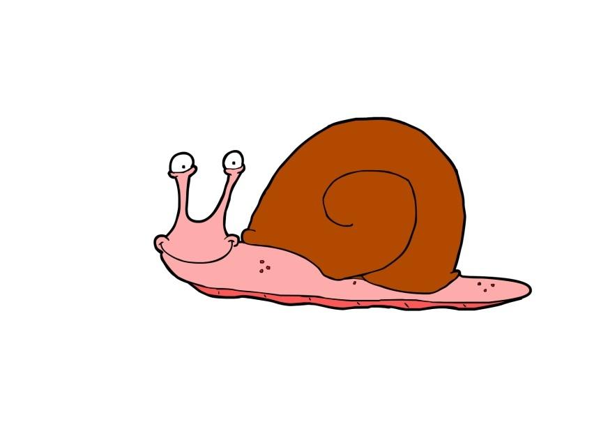caracol imagem caracol