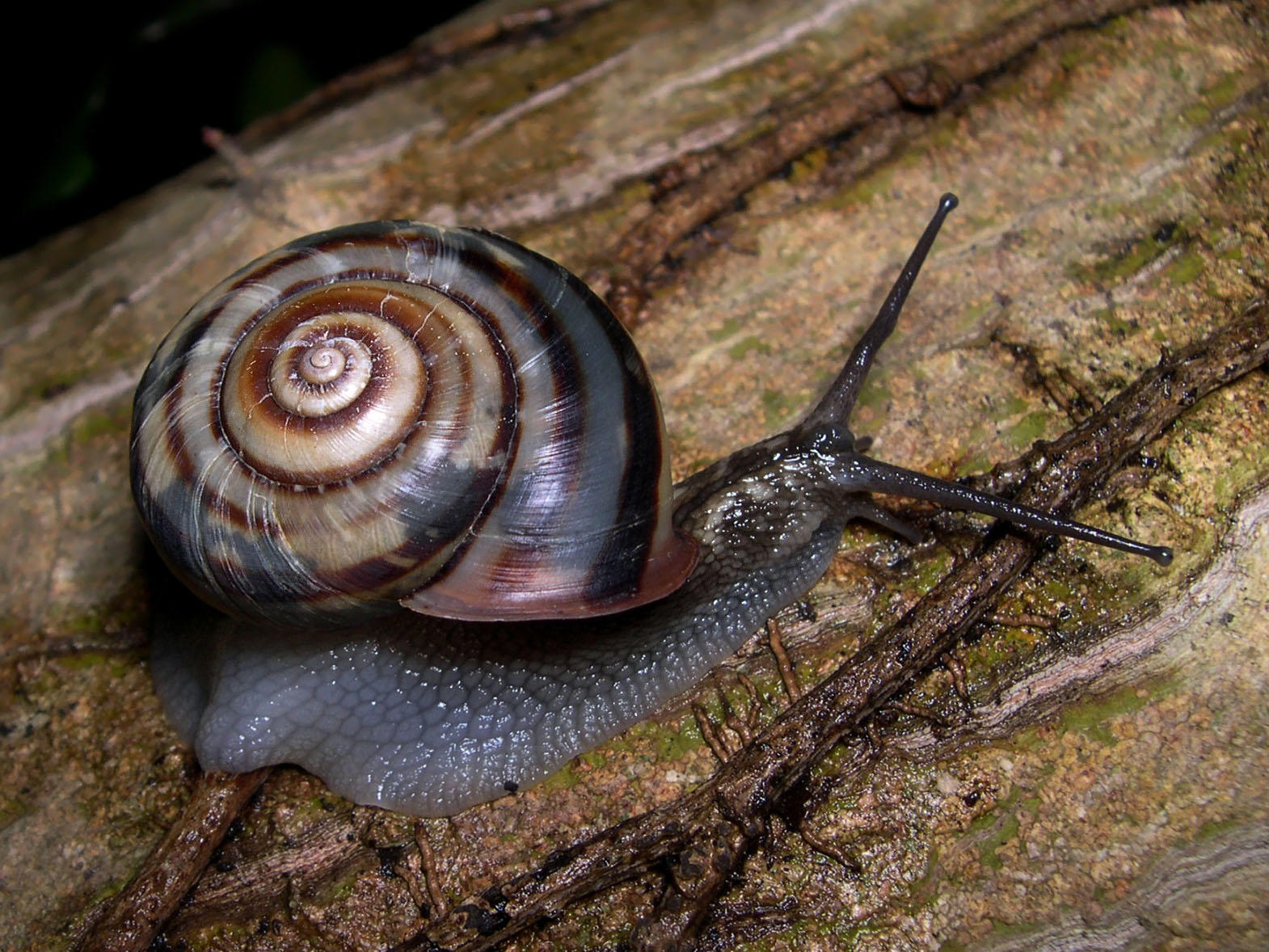 caracol Foto caracol