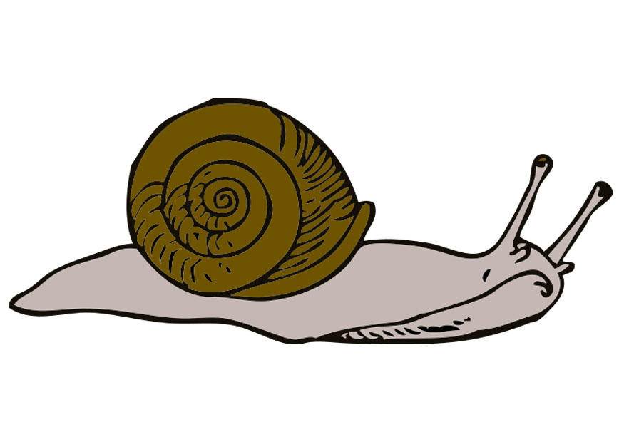 caracol imagem caracol