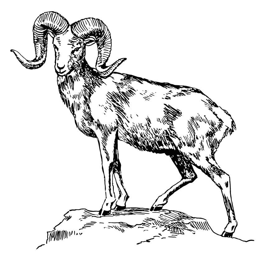 carneiro-da-montanha Página para colorir carneiro-da-montanha